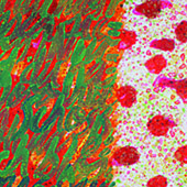 Bild 025 - Komm Auch Bloss, Detail