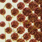 Ursus - Bild 179: Verschlingen Und Klingen; Detail