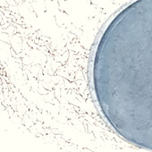 Ursus - Bild 274: FemiNino/FemiNina; Detail