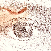 Ursus - Bild 275: MaskuLina/MaskuLino; Detail